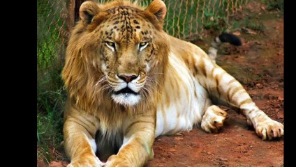 Zanimljive zivotinje