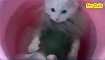 New 2016 Funny Things - Funny Videos - so cute,funny cat love bath,Lovely eyes
