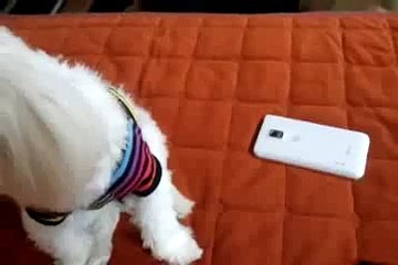 New 2016 Funny Things - Funny Videos - Cutest Puppy Singing