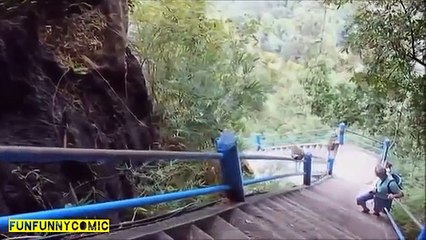 Clip hài hước về động vật