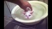 When This Kitten’s Owner Tries To Get Her Out Of The Bath, Her Reaction Is Hilarious