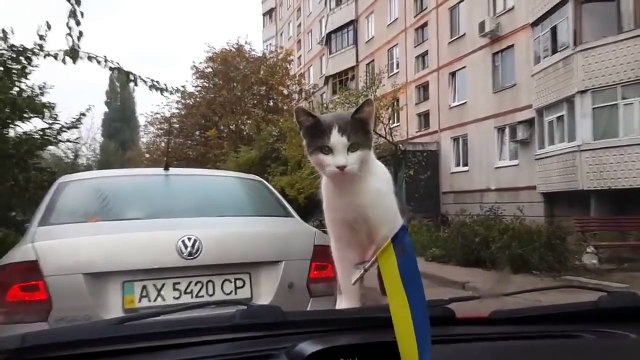 КОТ. Я РЖАЛ ПОЛЧАСА! (РЖАЧ, УГАР, СМОТРЕТЬ ДО КОНЦА!