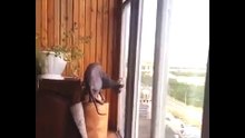 Соседcкий кот завис