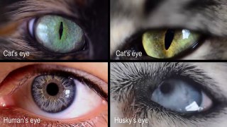 variety of eyes