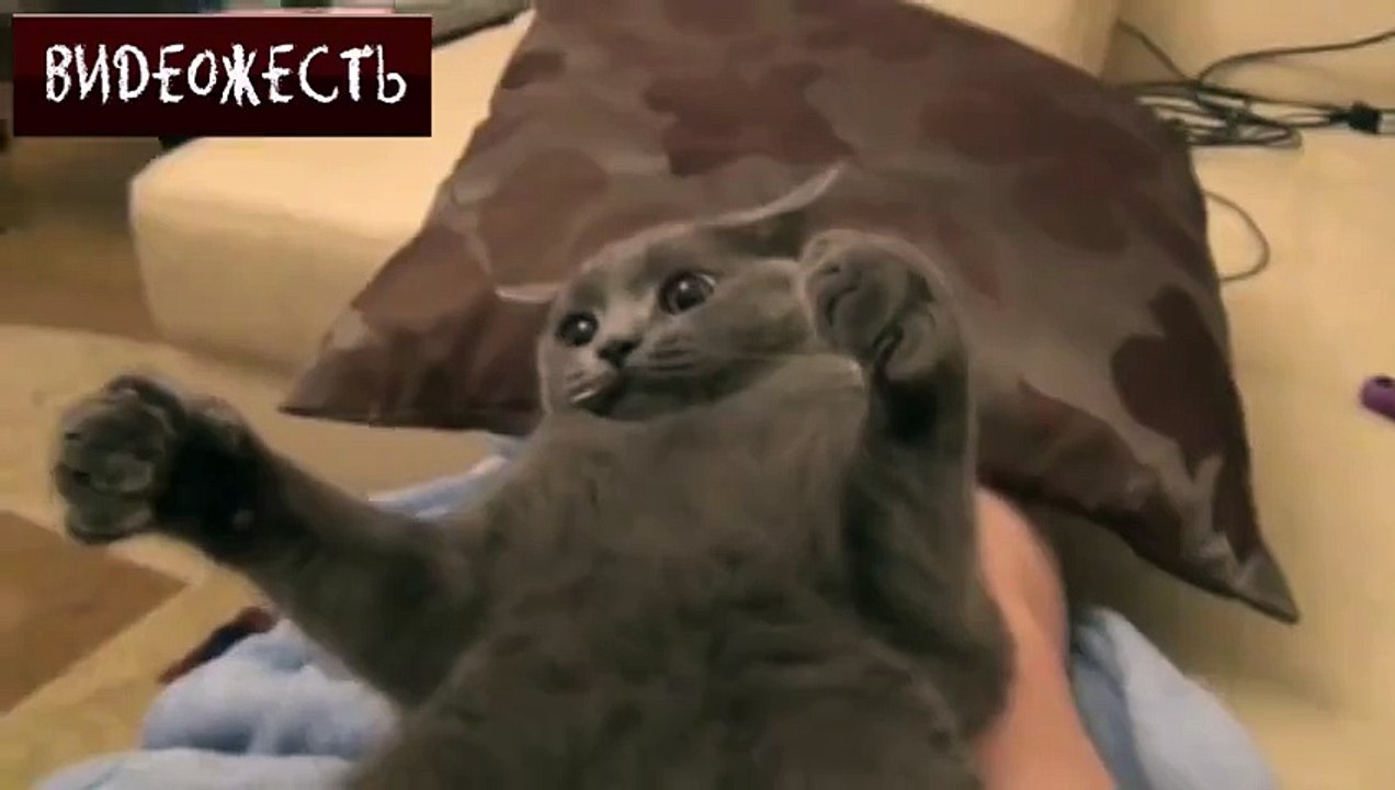 Суровый русский кот