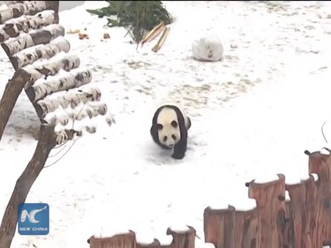 Панды в Китае радуются впервые увиденному снегу