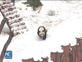 Панды в Китае радуются впервые увиденному снегу