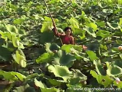 Ai xuôi về - Thúy Hường - Quan họ Bắc Ninh