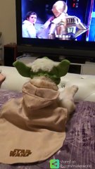 Le chat YODA regarde la saga Star Wars