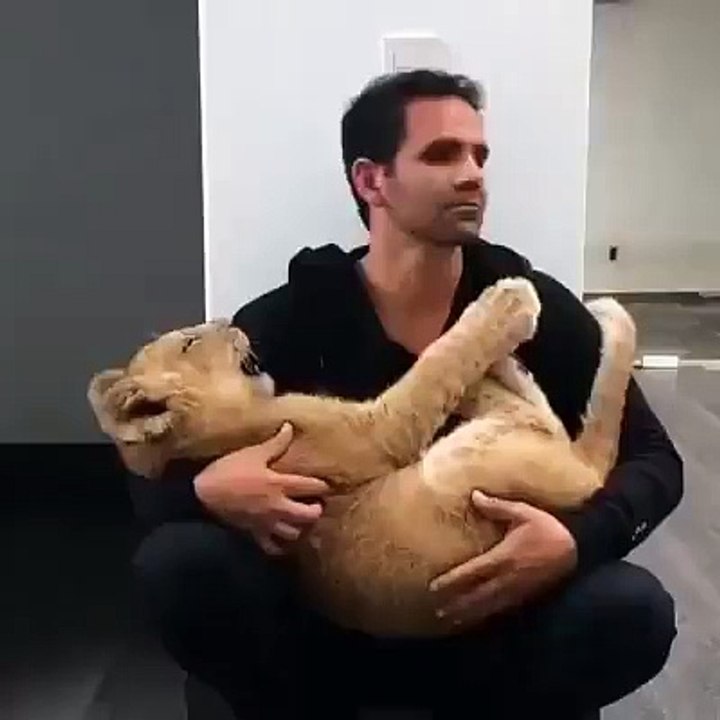 Lion act as baby