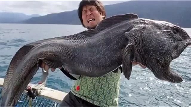 MONSTER FISH CAUGHT IN JAPAN OMG!! DENİZDEN ÇIKAN 2 METRELİK İLGİNÇ CANAVAR BALIK ŞOKE ETTİ