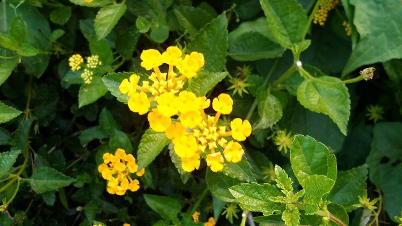 7artDaily, Pure  soul, funk, rock