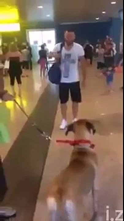 Perro se vuelve loco al ver a su amo después de 3 años de ausencia.