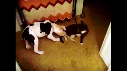 DOGS SITTING ON CATS COLLECTION