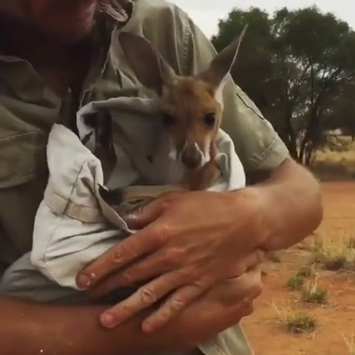 Il remplace la maman de ce petit kangourou orphelin