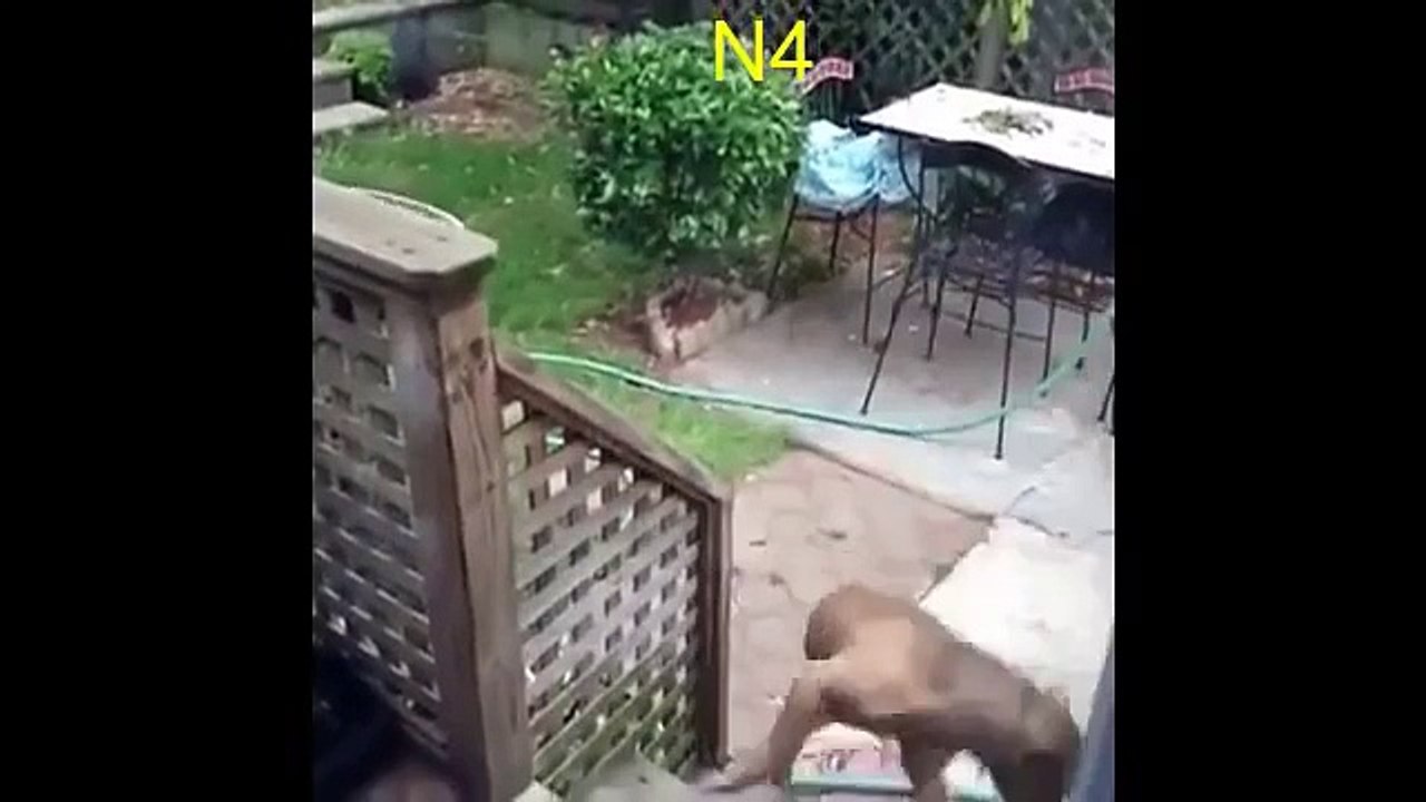 13 stupid dog.