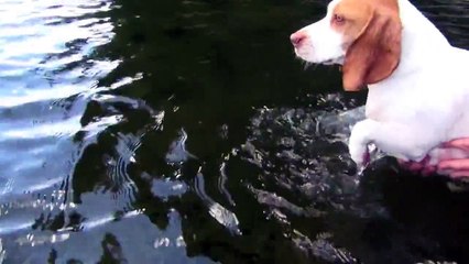 Dog Swims for First Time- Cute Dog Maymo