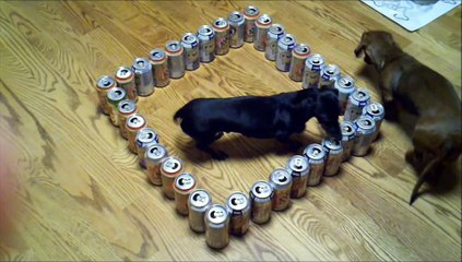 dumb vs. smart wiener dog