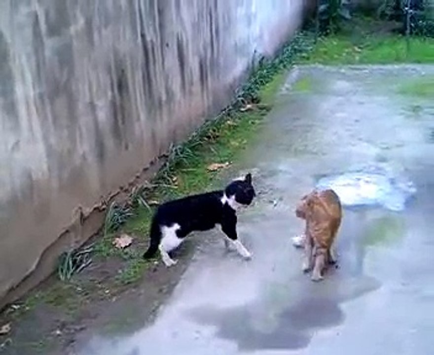 Kedinin intikamı acı oldu izle