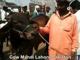 Red Bull In Cow Mandi Lahore Pakistan