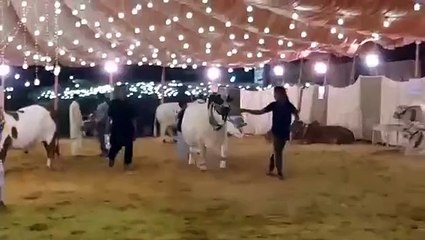 Beautifull White Bull In Lahore Mandi Qurbani 2015
