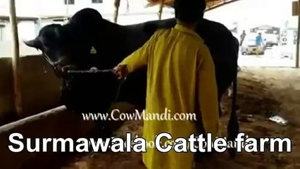 Heavy Black Bull In Cattle Farm 2015