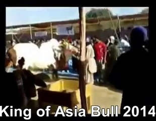 MashaAllah Heavy Bull In Mandi Of Lahore  Pakistan
