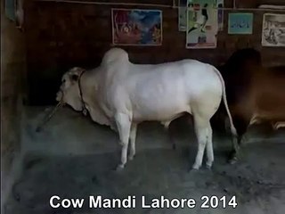 Red And White Cow In Farm Of Lahore Pakistan
