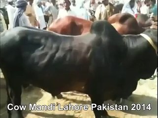 Red Bull Of 2 Lac In Cow Mandi Of Lahore Pakistan