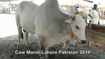 Beautiful White Bulls In Cow Mandi Of Lahore Pakistan