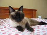 Siamese Cat Talks About Other Pets