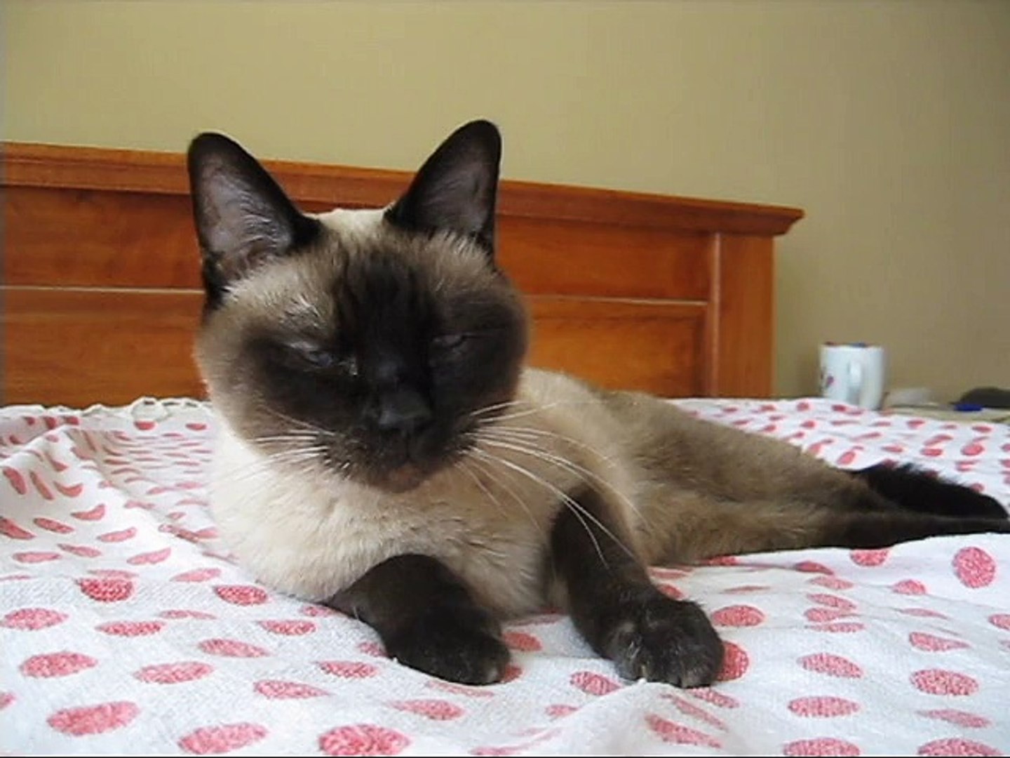⁣Siamese Cat Talks About Other Pets