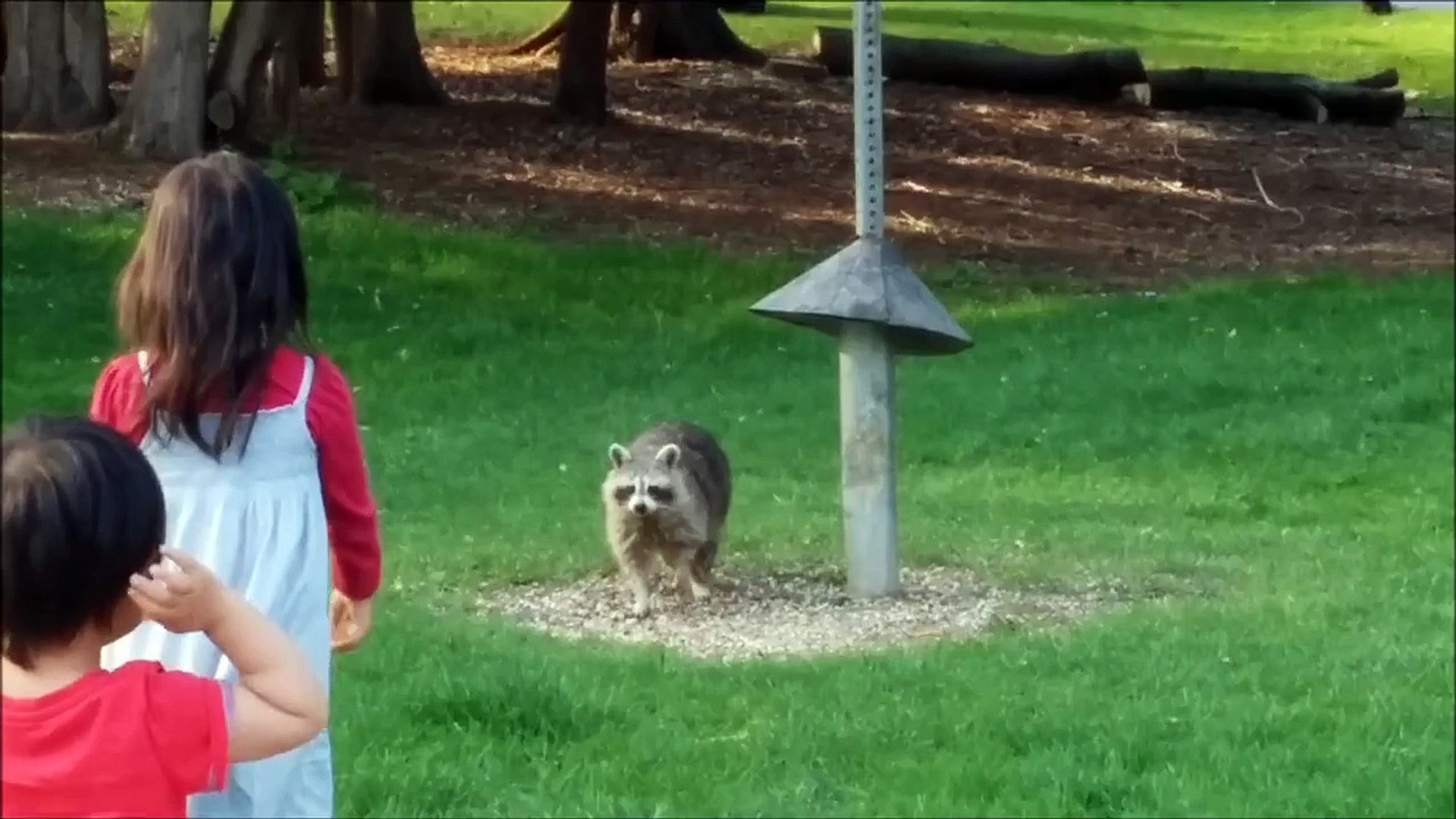 funny kids Two Kids Stop the Raccoons from Bird Feeder Food Fun Kids Videos with Racoon