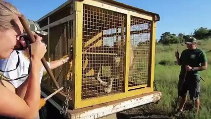 Walking With a FULL GROWN Lion