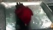 Parrot is enjoying while taking bath