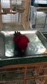 Parrot is enjoying while taking bath