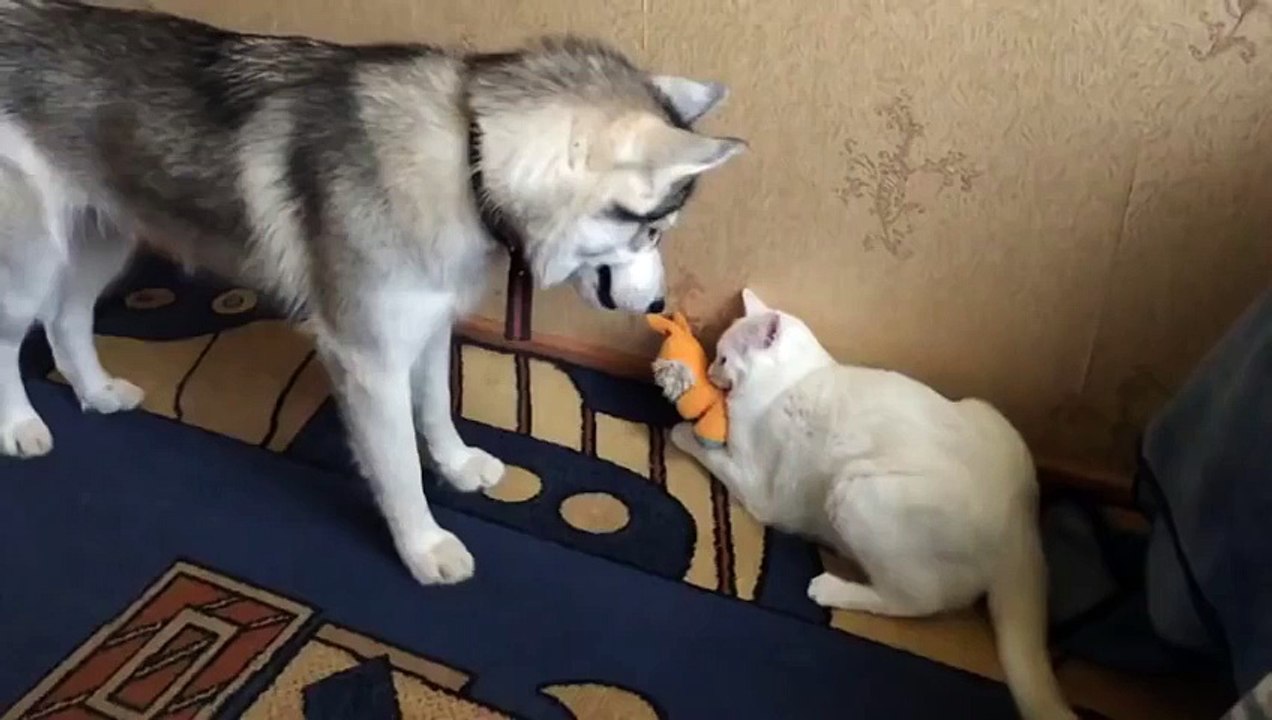 Хаски и котейка
