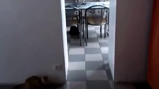 Черный котэ знает карту намного лучше