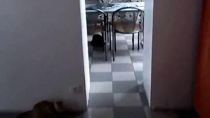 Черный котэ знает карту намного лучше