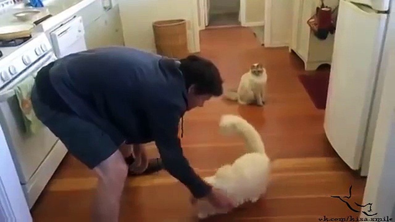 Чудо тряпка кот!