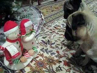 Pug trying to imitate snowmen