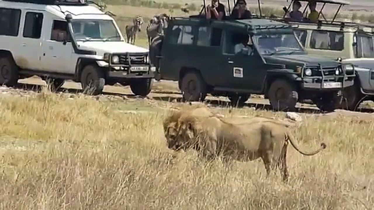 Aslanlar ve yaralı bir sırtlan arasındaki mücadele