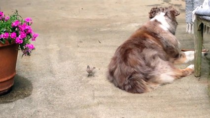 Bird Pulls Fur From Unsuspecting Australian Shephard To Make A Nest