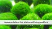 Marimo Moss Ball Algae For Aquariums Harrogate, United Kingdom