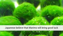 Marimo Moss Ball Algae For Aquariums West Bridgeford, United Kingdom