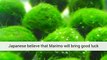 Marimo Moss Ball Algae For Aquariums Lancaster, United Kingdom