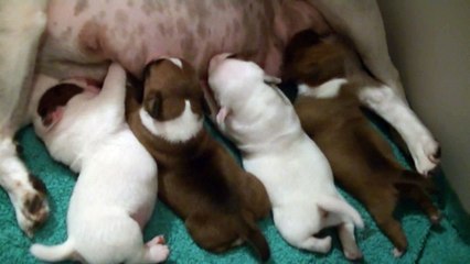 6ème vidéo La tétée avec les chiots de la 23ème portée de STAFFORDLAND