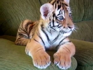 Tiger cub playing with a dog - II (Tigrinho brincando com cão)