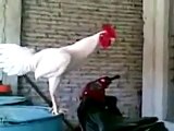funny rooster