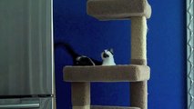 Parkour Cats - Funny Animals Channel